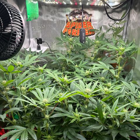 Lemon Mandarin  growlog timeline photo