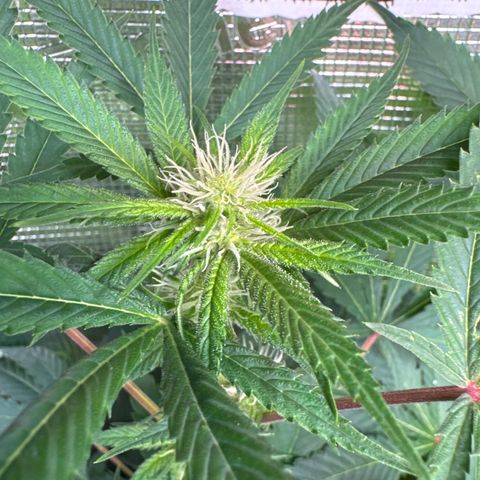 Lemon Mandarin  growlog timeline photo