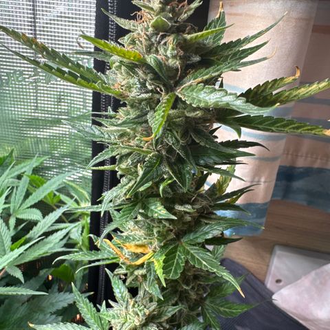 Skunk auto growlog timeline photo