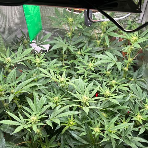 Lemon Mandarin  growlog timeline photo
