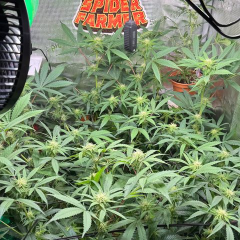 Lemon Mandarin  growlog photo: antes de depois de uma Leve defoliação