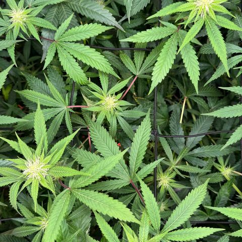 Lemon Mandarin  growlog photo: antes de depois de uma Leve defoliação