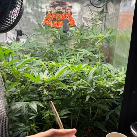 Lemon Mandarin  growlog photo: antes de depois de uma Leve defoliação