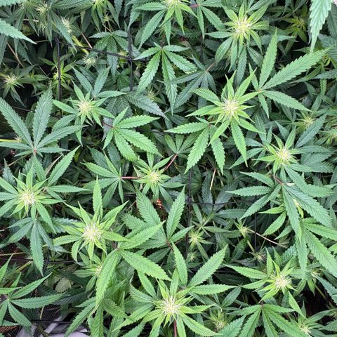 Lemon Mandarin  growlog photo: antes de depois de uma Leve defoliação