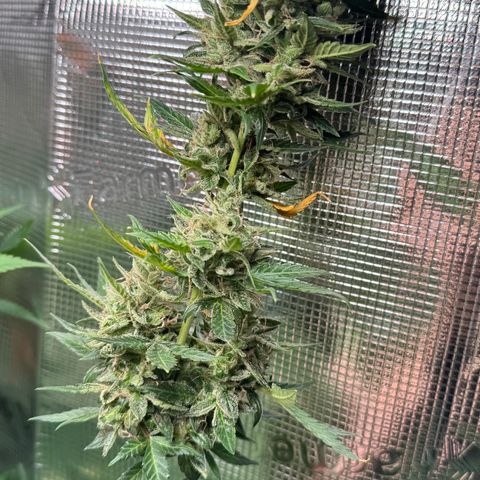 Skunk auto growlog timeline photo