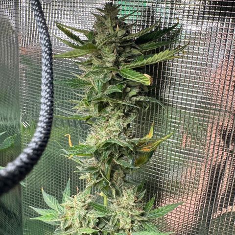 Skunk auto growlog timeline photo