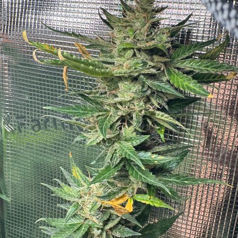 Skunk auto growlog timeline photo