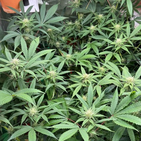 Lemon Mandarin  growlog timeline photo
