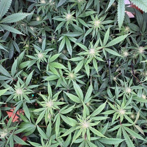 Lemon Mandarin  growlog timeline photo