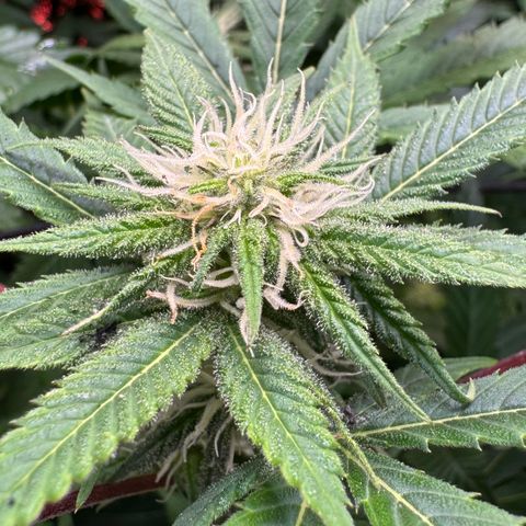 Lemon Mandarin  growlog timeline photo