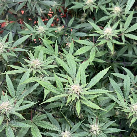 Lemon Mandarin  growlog timeline photo