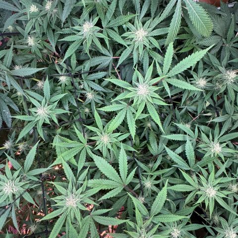 Lemon Mandarin  growlog timeline photo