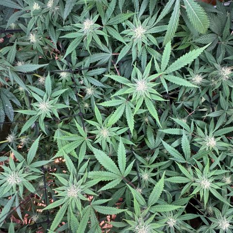 Lemon Mandarin  growlog timeline photo
