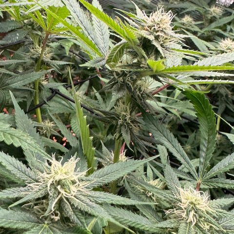 Lemon Mandarin  growlog timeline photo