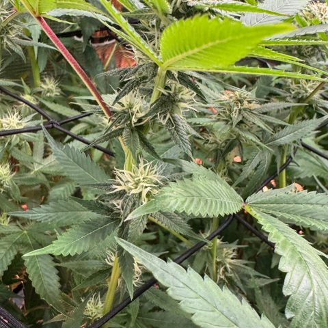 Lemon Mandarin  growlog timeline photo