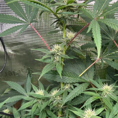 Lemon Mandarin  growlog timeline photo