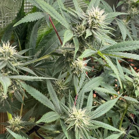 Lemon Mandarin  growlog timeline photo