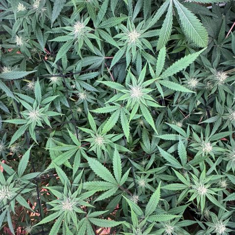 Lemon Mandarin  growlog timeline photo