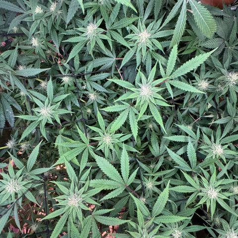 Lemon Mandarin  growlog timeline photo