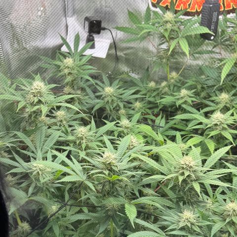 Lemon Mandarin  growlog timeline photo