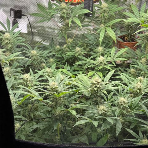 Lemon Mandarin  growlog timeline photo