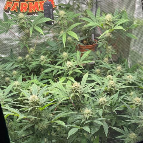 Lemon Mandarin  growlog timeline photo