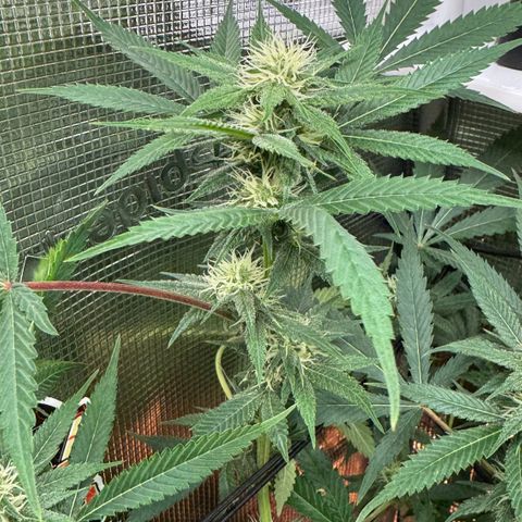 Lemon Mandarin  growlog timeline photo