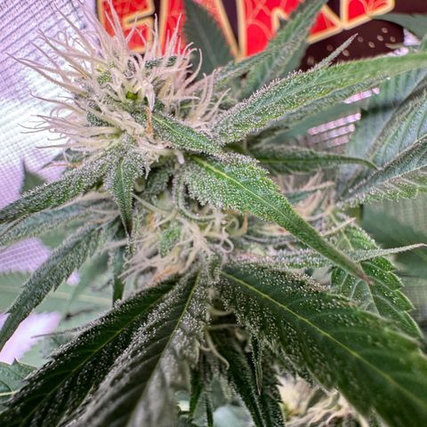 Lemon Mandarin  growlog timeline photo