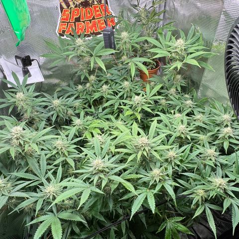 Lemon Mandarin  growlog timeline photo