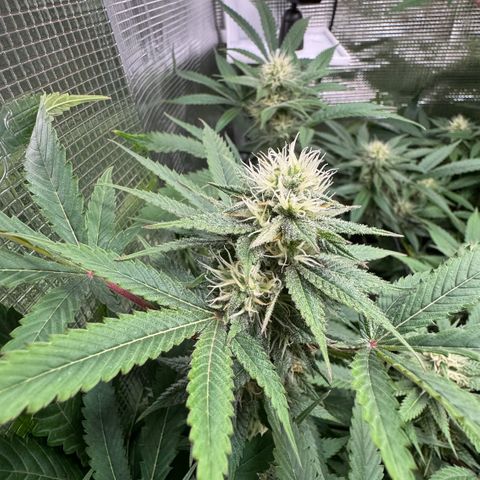 Lemon Mandarin  growlog timeline photo