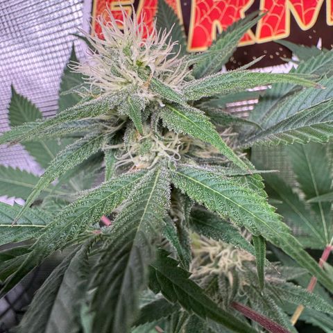 Lemon Mandarin  growlog timeline photo