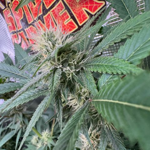 Lemon Mandarin  growlog timeline photo