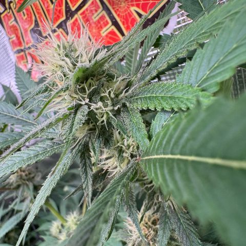 Lemon Mandarin  growlog timeline photo