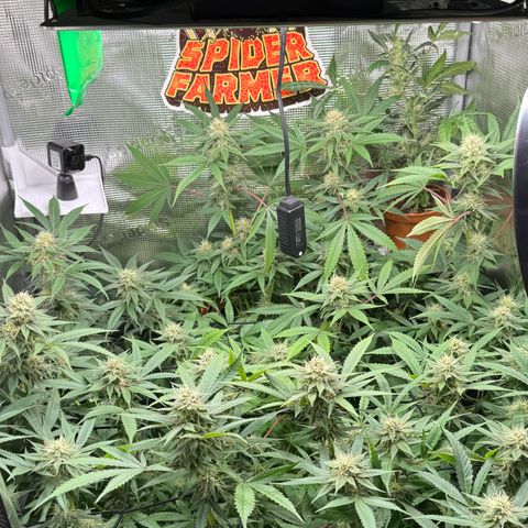Lemon Mandarin  growlog timeline photo