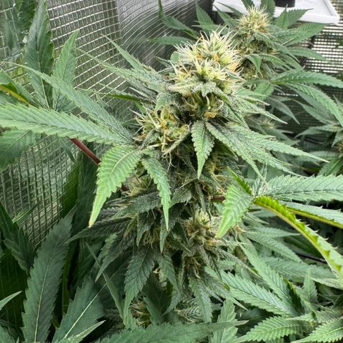 Lemon Mandarin  growlog timeline photo