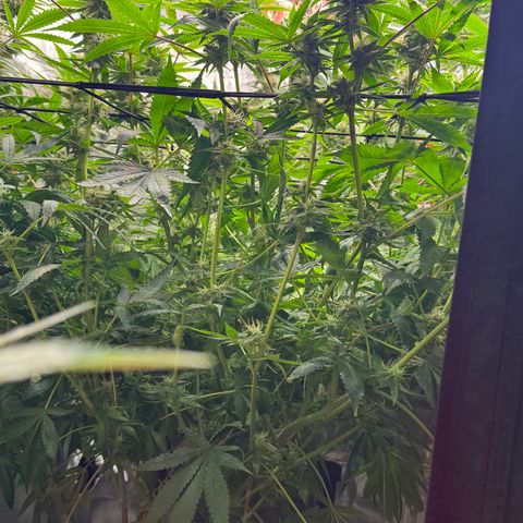 Lemon Mandarin  growlog timeline photo