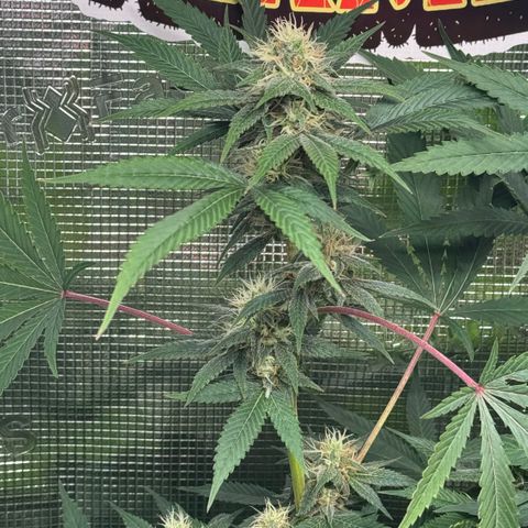 Lemon Mandarin  growlog timeline photo
