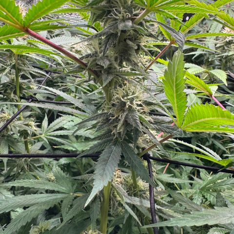 Lemon Mandarin  growlog timeline photo