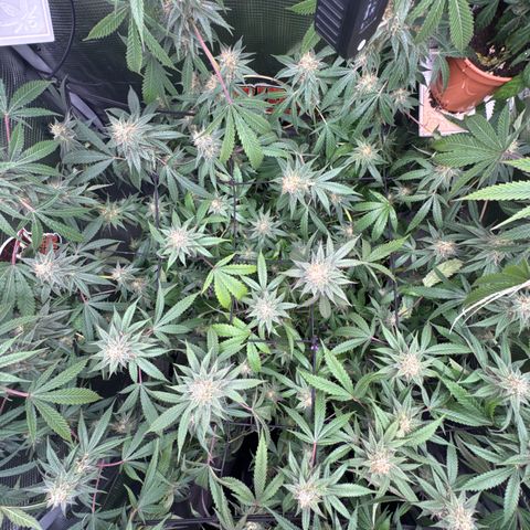 Lemon Mandarin  growlog timeline photo
