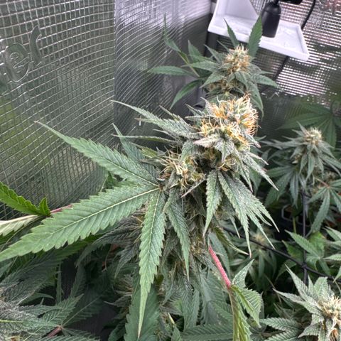 Lemon Mandarin  growlog timeline photo