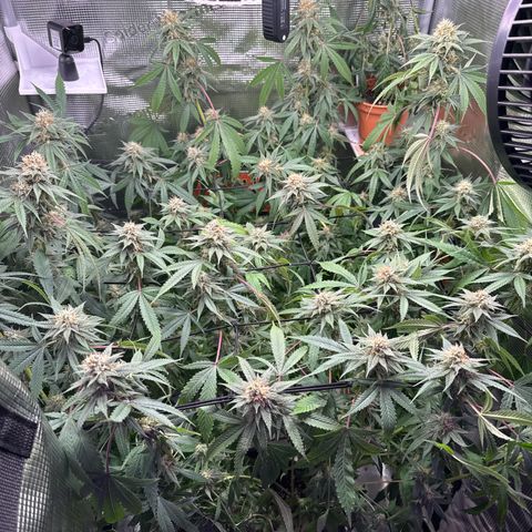 Lemon Mandarin  growlog timeline photo