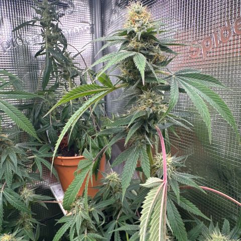 Lemon Mandarin  growlog timeline photo