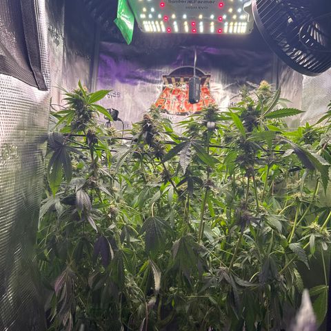 Lemon Mandarin  growlog timeline photo