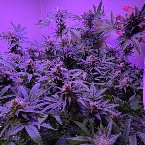 Lemon Mandarin  growlog timeline photo