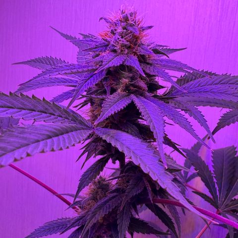 Lemon Mandarin  growlog timeline photo