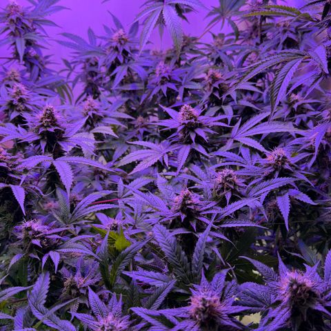 Lemon Mandarin  growlog timeline photo