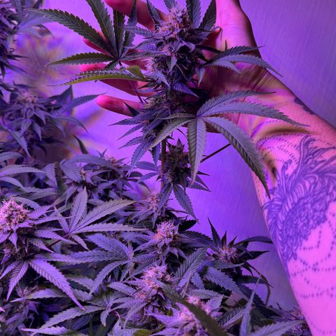 Lemon Mandarin  growlog timeline photo
