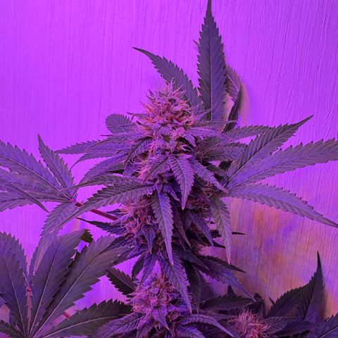 Lemon Mandarin  growlog timeline photo