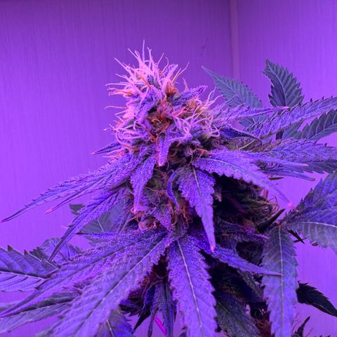 Lemon Mandarin  growlog timeline photo