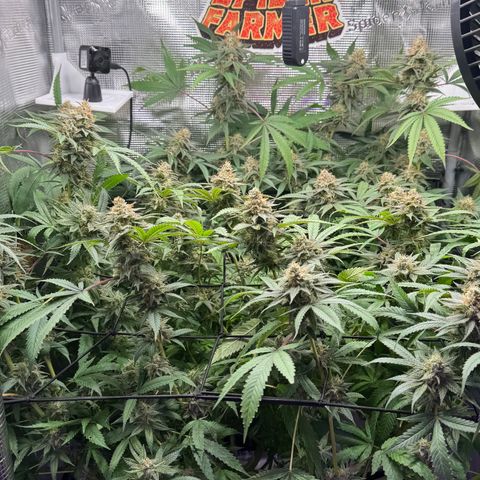 Lemon Mandarin  growlog timeline photo